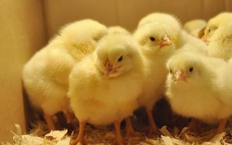 Dự báo tình hình chăn nuôi gia cầm từ nay đến 2030